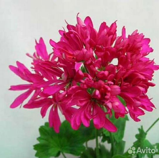 Пеларгония герань стеллар