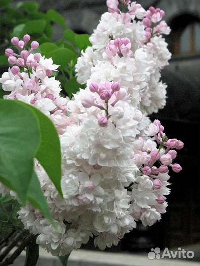 Сирень Красавица Москвы саженцы