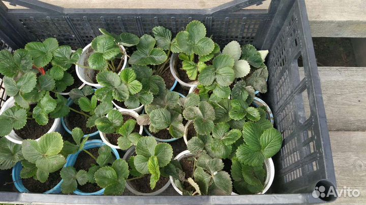 Рассада клубники ароматной Виктория