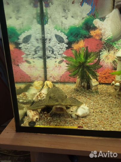 Аквариум