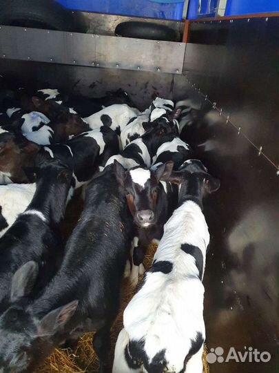 Бычки телята