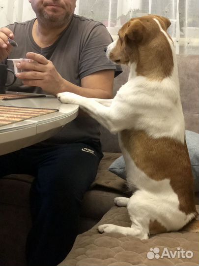 Временная передержка животных