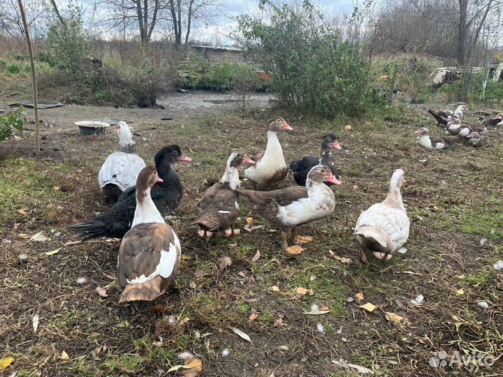 Утки индийский бегунок, индоутки