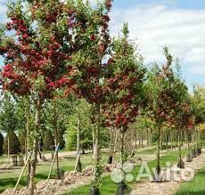 Боярышник на штампе