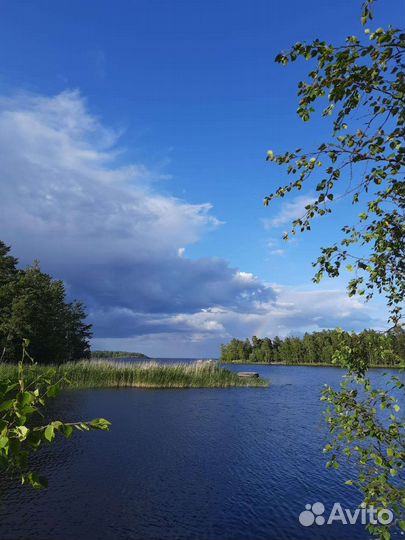 Спил деревьев