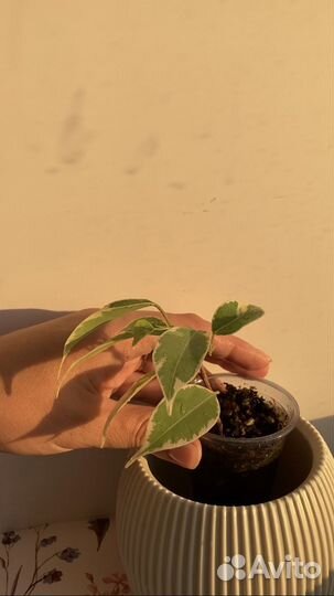 Фикус бенджамина пестролистный