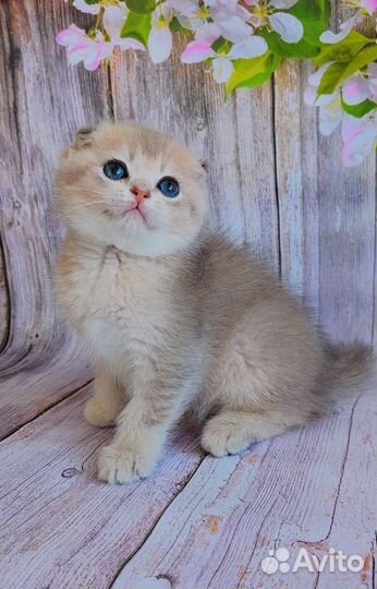 Шотландский фолд голубое золото. Котик