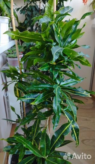 Кротон длиннолистный- бронь до конца августа