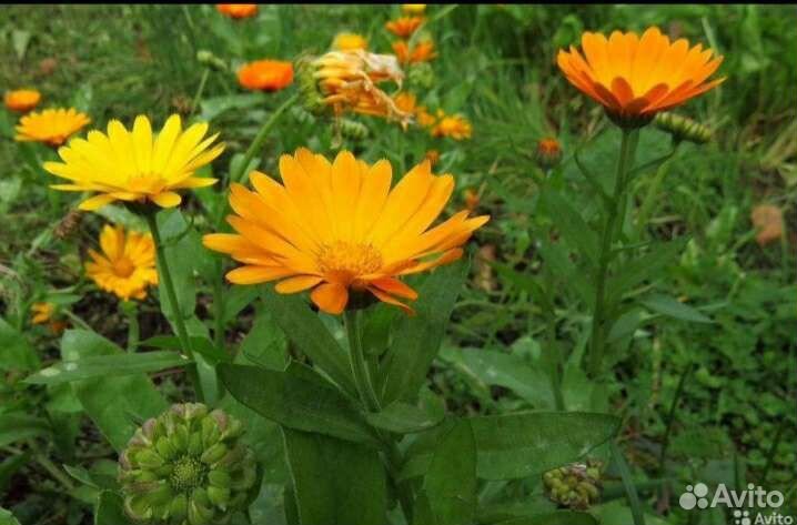 Семена Календулы,укроп