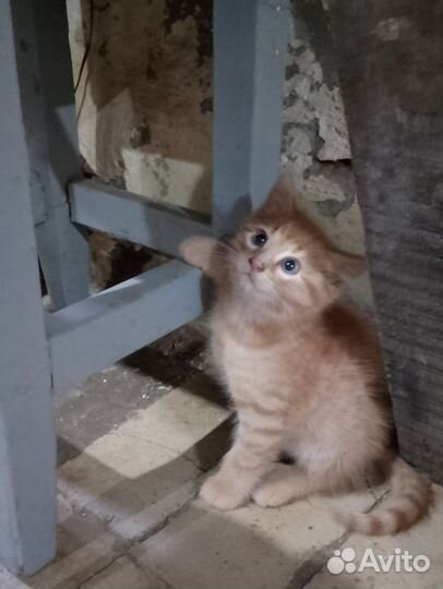 Кошки в добрые руки