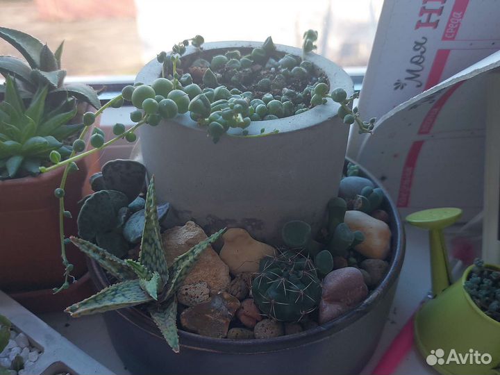 Композиции из суккулентов