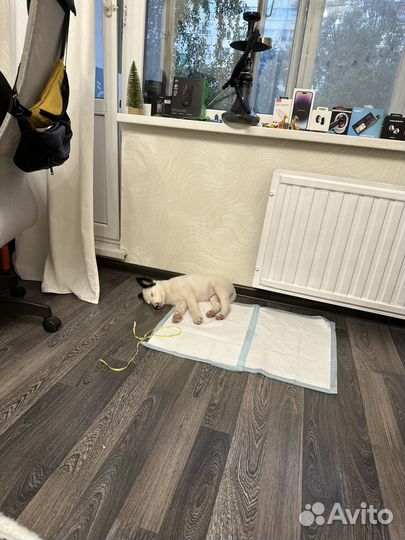 Щенок в добрые руки