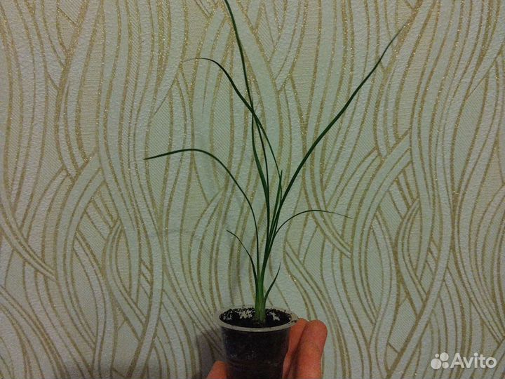 Нолина (бокарнея или бутылочное дерево), детки