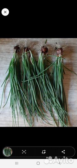 Лук шалот на зелень