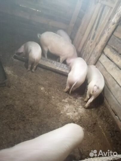 Поросята
