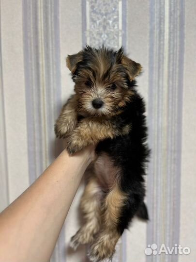 Йоркширский терьер Девочка