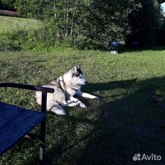 Кобель хаски для вязки