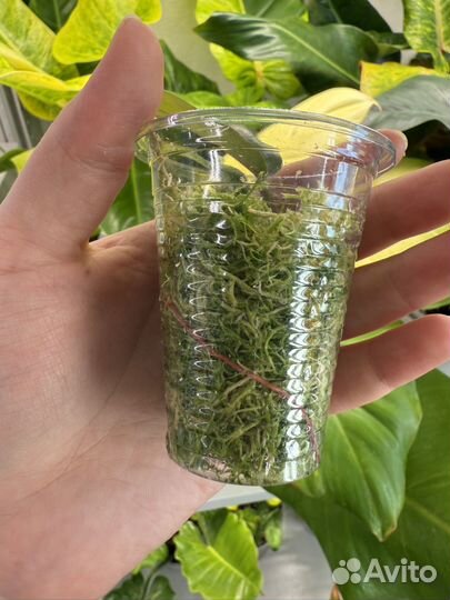 Филодендрон карамель марбл