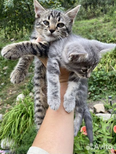 Котенок 2 месяца