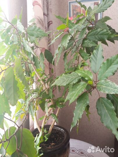 Гибискус-китайская роза(розовая)