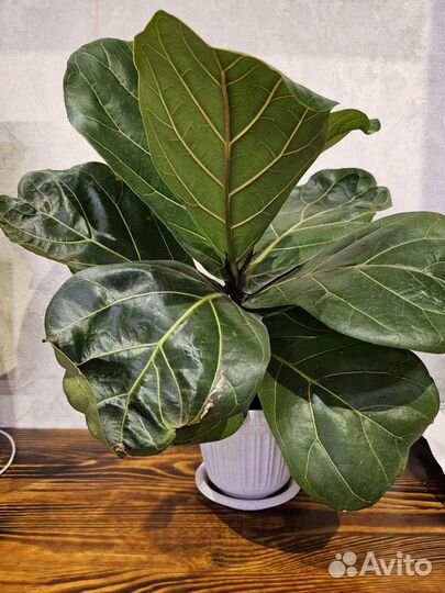 Фикус Лирата Колумнарис