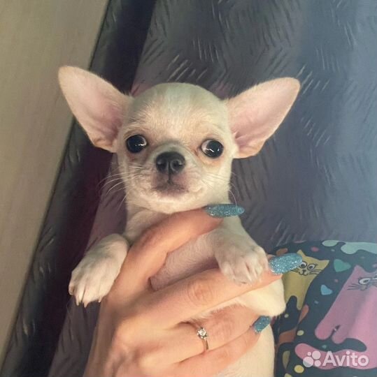 Щенки чихуахуа