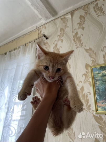 Котята
