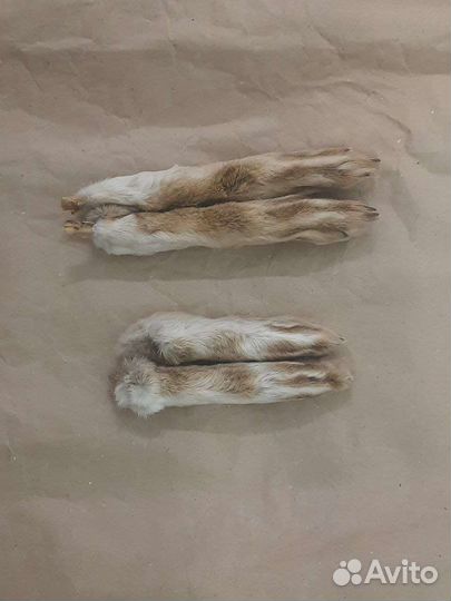 Лапа кролика