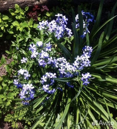 Флоксы многолетние