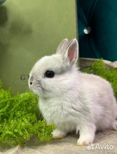 Выбор кроликов мини