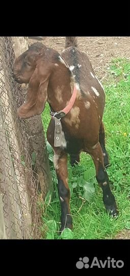 Козел камори