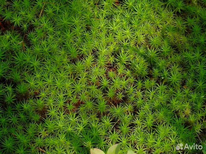 Мох сфагнум