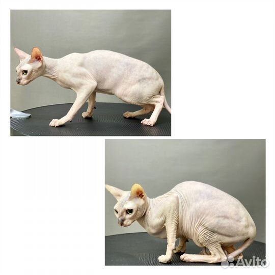 Стрижка Грумер Мейн-кун Кошки