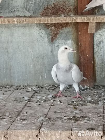 Голуби чехи