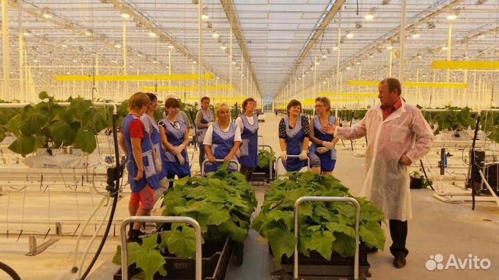 Овощевод Вахта, Белгород, Москва