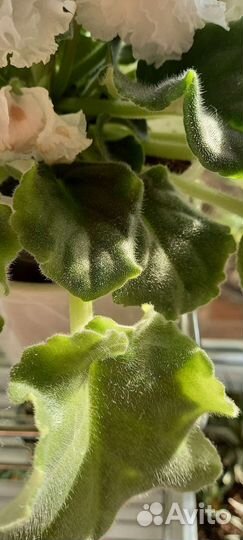 Фиалка белая махровая