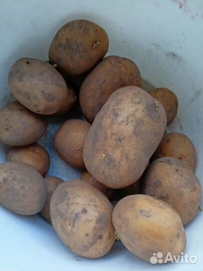 Продам картофель
