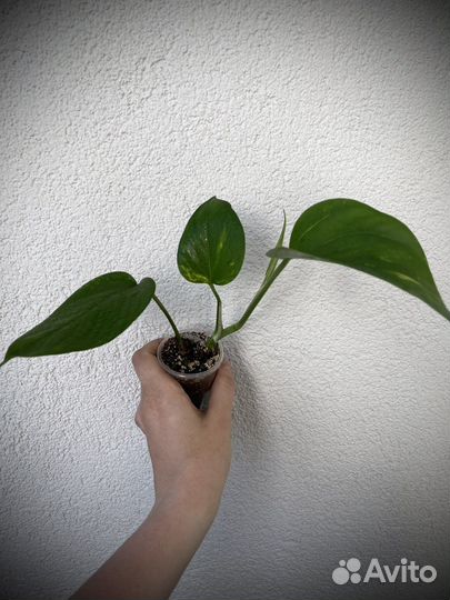 Сциндапсус эпипремнум