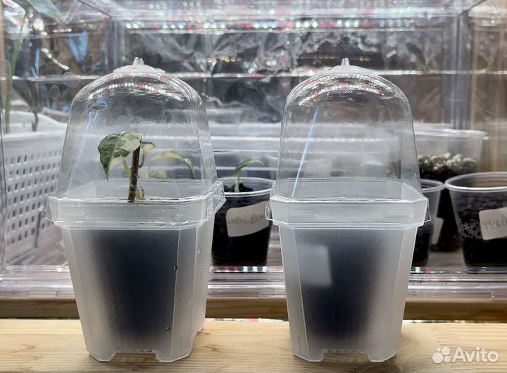 Мини-тепличка/ стакан-тепличка