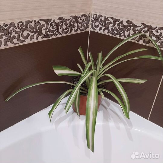 Продам комнатное растение