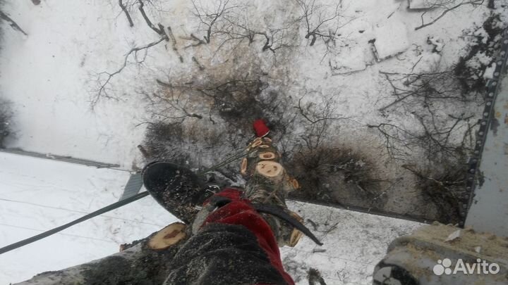 Удаление деревьев. Спил аварийного дерева