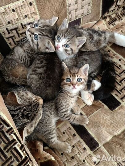 Кошки в добрые руки бесплатно