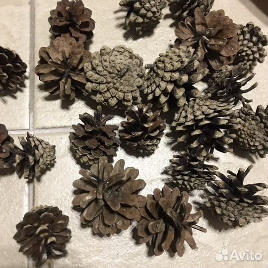 Шишки сосновые 140 штук