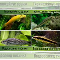 Аквариумные рыбки сомы в ассортименте магазина, Москва