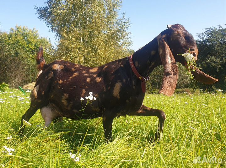 Козёл Камори, козы Камори, козлик Камори