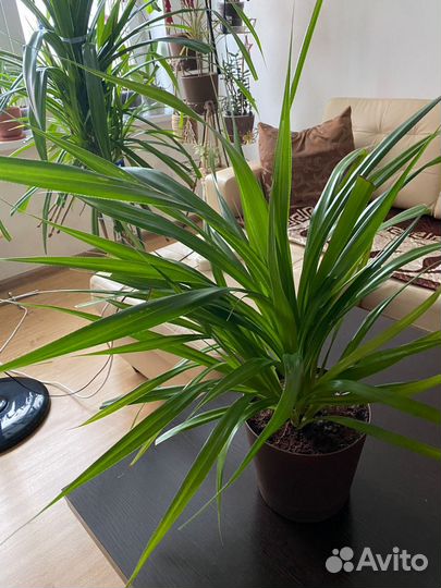 Комнатные растения