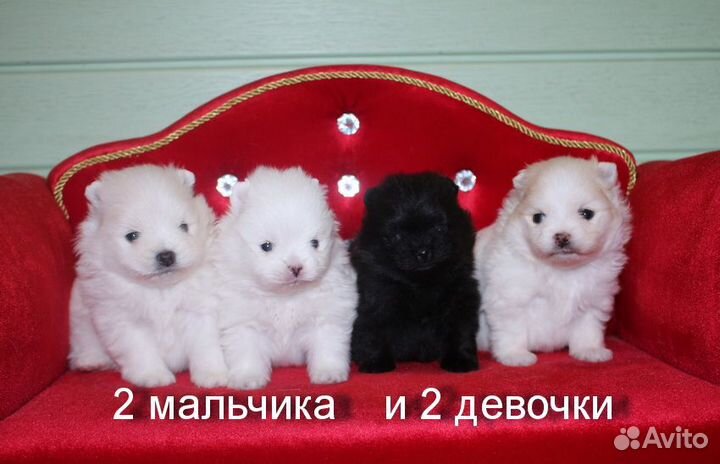 Щенки шпица