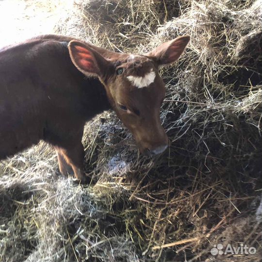 Телка акширская