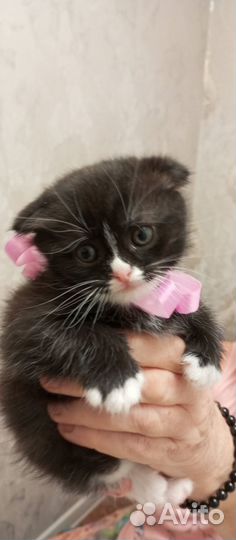 Шотландская вислоухая