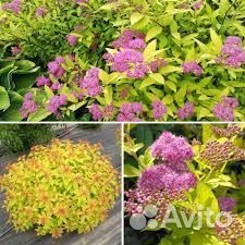 Саженцы спиреи Голден Принцесс